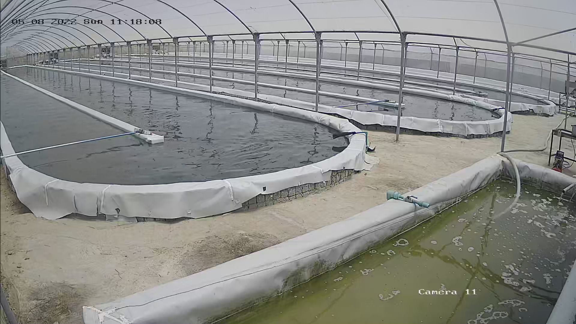 مزرعة طحالب الاسبيرولينا