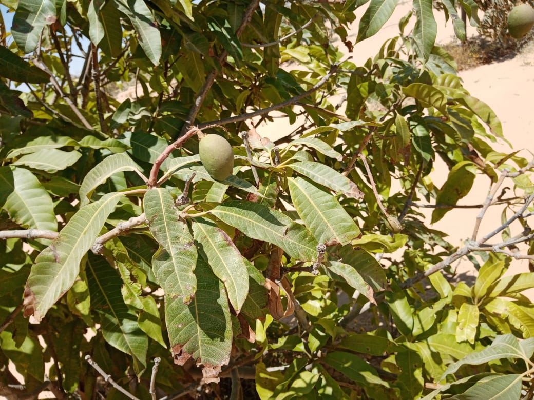 مزرعة مانجو للبيع