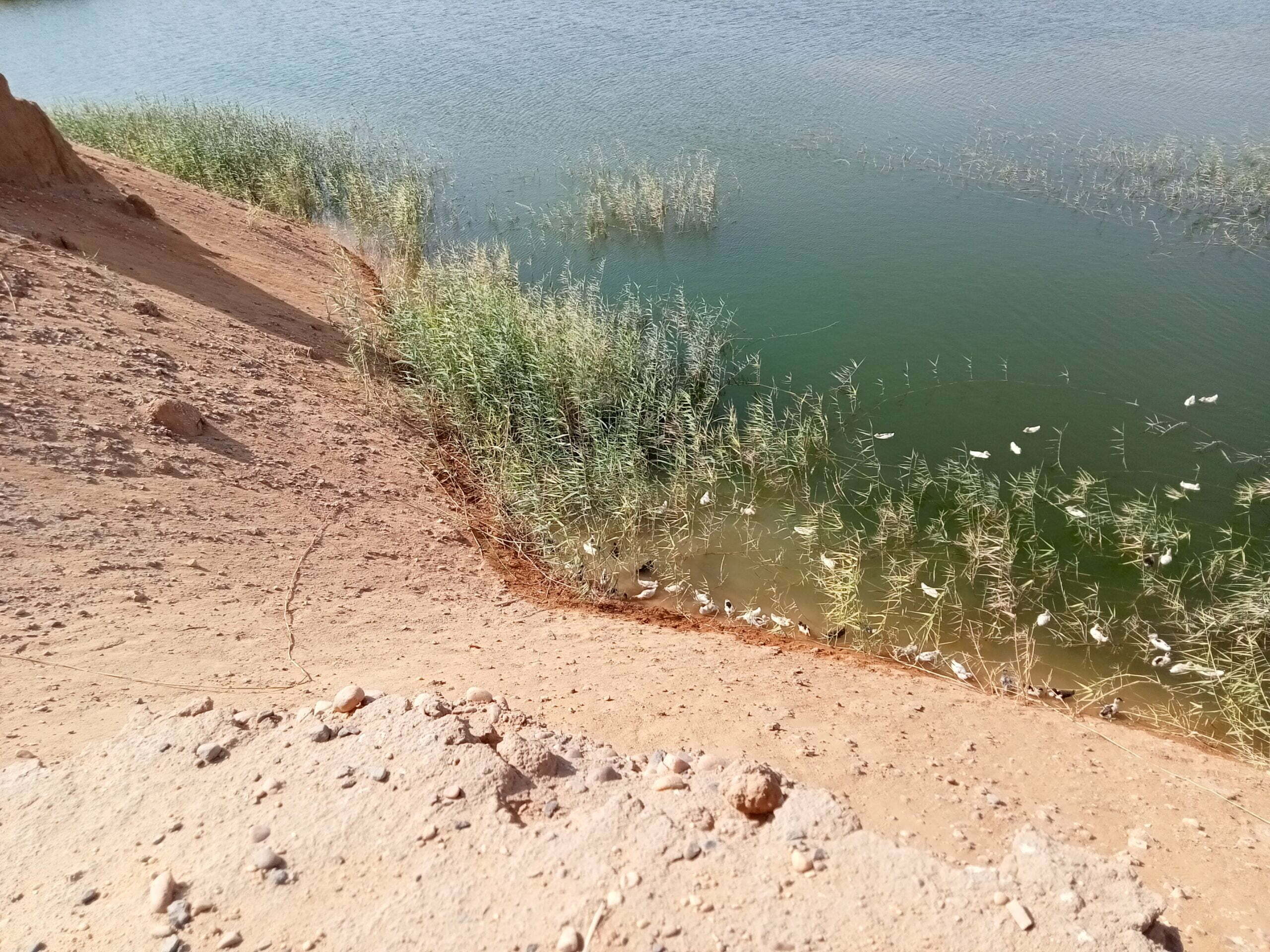 مشروع للمشاركه مزرعة بط