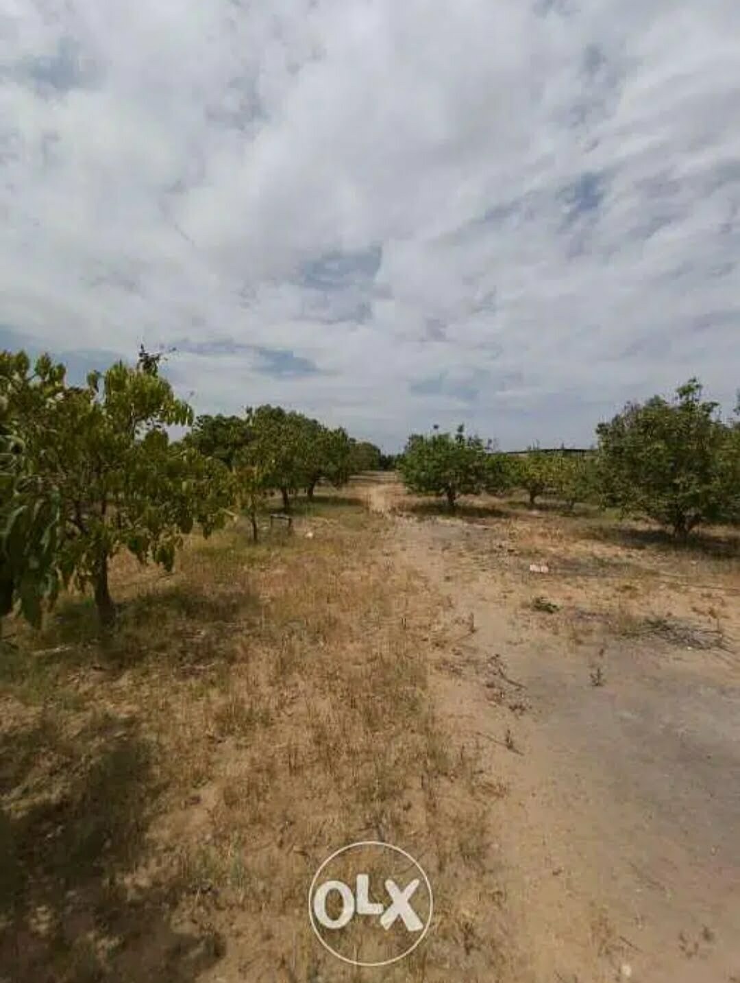 للاستثمار مزرعه بطريق السادات